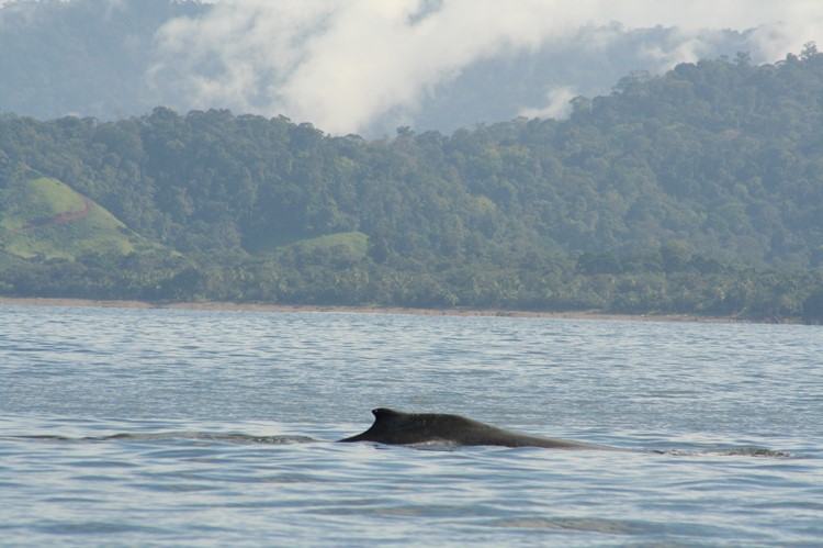 Bultrugwalvis in Drake Bay, Costa Rica